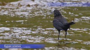 О – Оляпка бурая