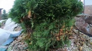 Лайфхак. Как быстро связать на зиму туи Даника.
