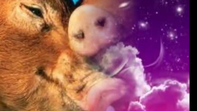 Грешная любовь Ион Суручану Ion Suruceanu Dragoste Amara смотреть онлайн