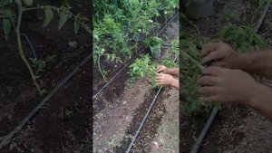 Как из пасынков получить новые кусты помидор 🍅