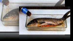 Карп в пиве