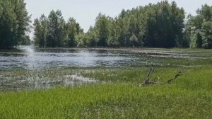 Волго-Ахтубинская пойма. Финал половодья 2023