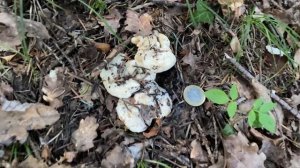 Hydnum albidum (Ежовик белый), August 18, 2021