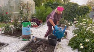 Посадка метельчатой гортензии "Металлика"