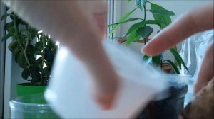 КАК ВЫРАСТИТЬ МАНГО ИЗ КОСТОЧКИ МАГАЗИННОГО ФРУКТА В ДОМАШНИХ УСЛОВИЯХ? ЧАСТЬ 1