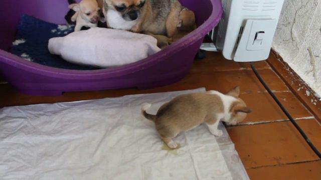 малыши чихуахуа (девочка) смотреть онлайн