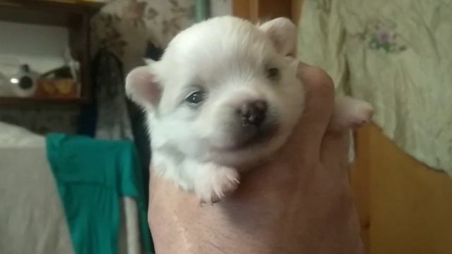 ?ИЛЬЯ ЛЕБЕДЬ ❗ЛЕНА УЕХАЛА В КИЕВ? А Я ОСТАЛСЯ ДОМА ХОЗЯЙНИЧАТЬ ?️ смотреть онлайн