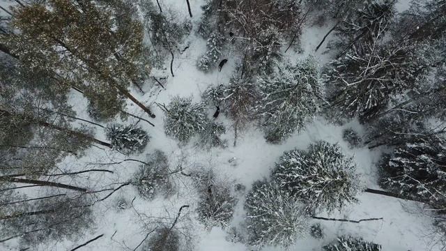 ✅ Минприроды Республики Марий Эл - ? МАРАЛЫ (благородные олени) и ? КАБАНЫ #марийэл #маралы #кабан смотреть онлайн