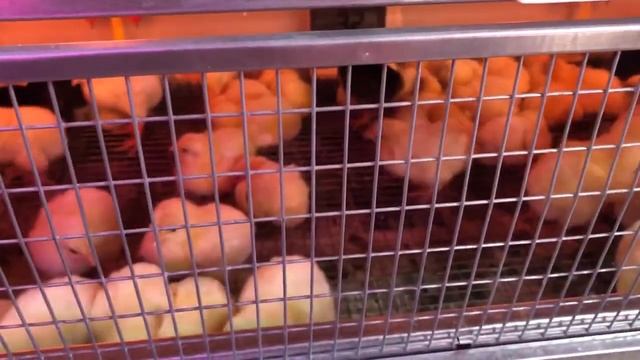 Рейтинг инкубаторов. Их минусы и плюсы. Мои ТОП-3 инкубатора. смотреть онлайн