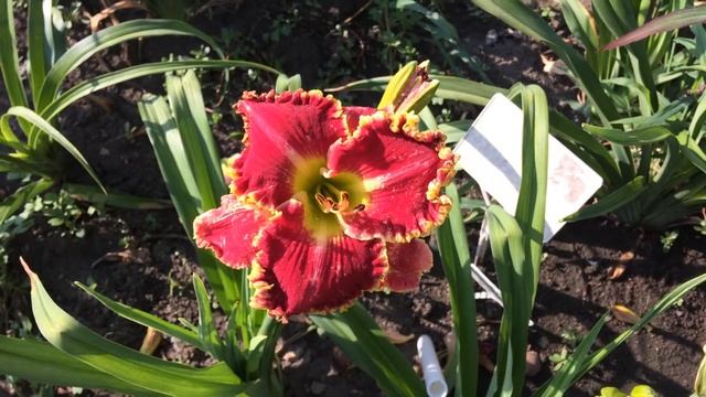 Лилейник HOME OF THE FIRE смотреть онлайн