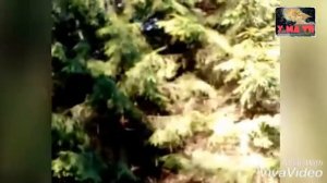 У источника(Господи помилуй в исп.архидиакона Романа Тамберга)