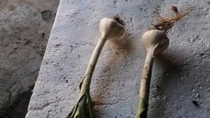 уборка чеснока 2021. Начало. А так же опасный вредитель на завершающем этапе.