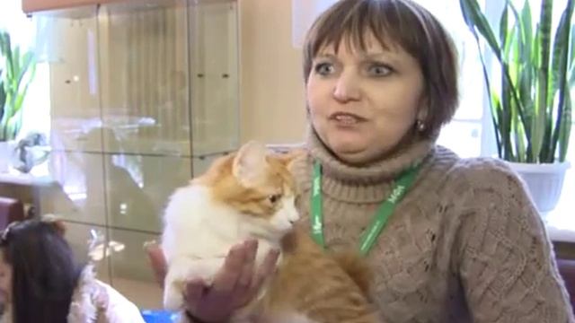 Как правильно выбрать породистого котенка?