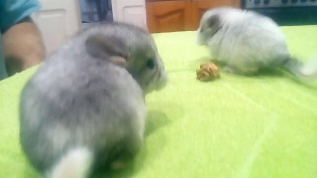 Шиншилла  уход и интересные факты ! Шуши малыши - chinchilla !