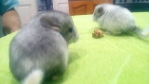 Шиншилла уход и интересные факты ! Шуши малыши - chinchilla !