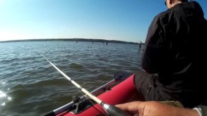 Судак и бёрш на ультралайт, оторвались по полной
