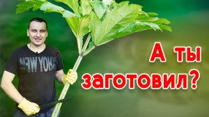 Заготавливаем ВЕНИКИ для БАНИ!