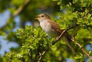 Пение соловья # Аудиокнига леса # NIGHTINGALE SONG.mp4