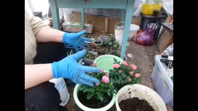 пересаживаю цветущие розы из магазина в большие горшки смотреть онлайн