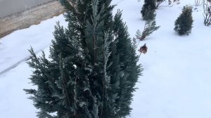КИПАРИСОВИКИ В ЯНВАРЕ 🌲В САДУ 🌲МОРОЗОСТОЙКИЕ 🌲 УКРЫВАЮ ЛИ ИХ ?