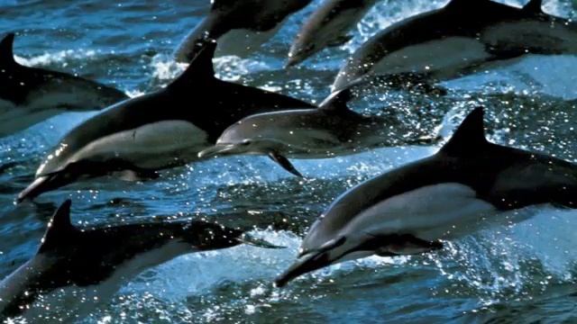 ?ОЧЕНЬ интересный СЛАЙД - ДЕЛЬФИНЫ / Христианский Слайд для детей смотреть онлайн