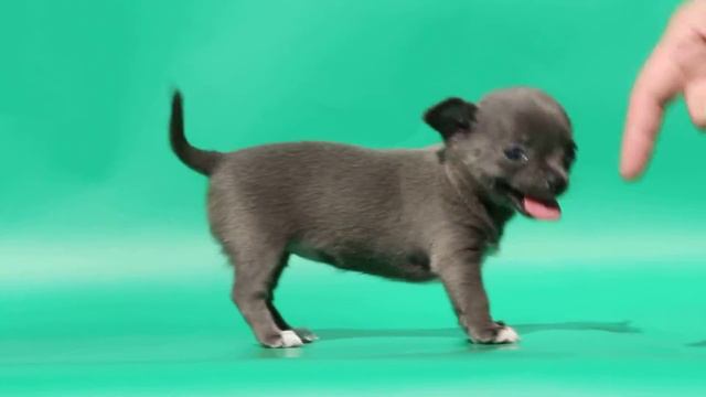 Голубая девочка чихуахуа смотреть онлайн