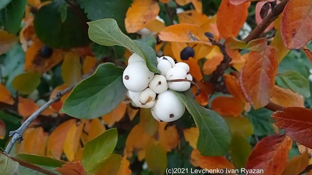 Снежноягодник белый (видео Levuarden) смотреть онлайн