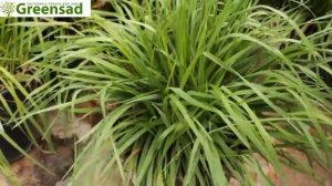 Бриза трясунка   видео обзор от Greensad