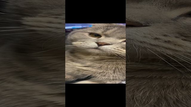 Пуша смотрит