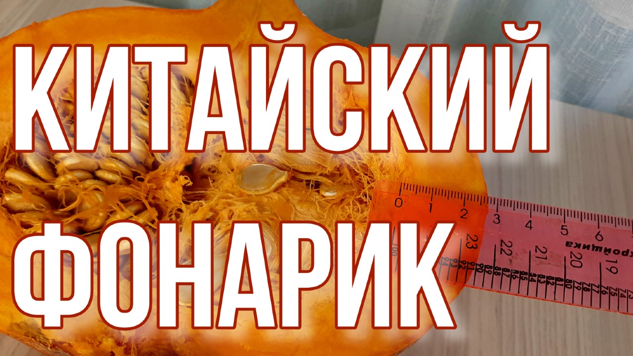 Тыква Китайский фонарик