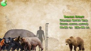 Bear Species Comparison LİVİNG EXTİNCT
