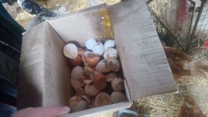Как остановить расклёв яиц