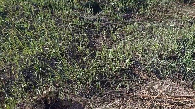 Адреналин зашкаливает на металлокопе. ??? смотреть онлайн