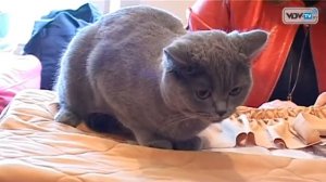 Выставка кошек в Витебске