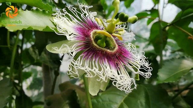 Маракуйя Эдулис смотреть онлайн