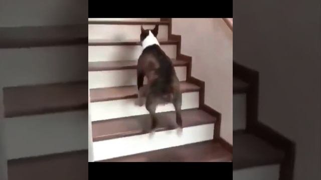 Смешные питомцы