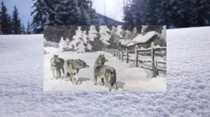 Г. Скребицкий "Кто как зимует"