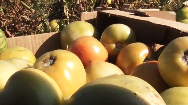 Осень золотая - время сбора урожая смотреть онлайн