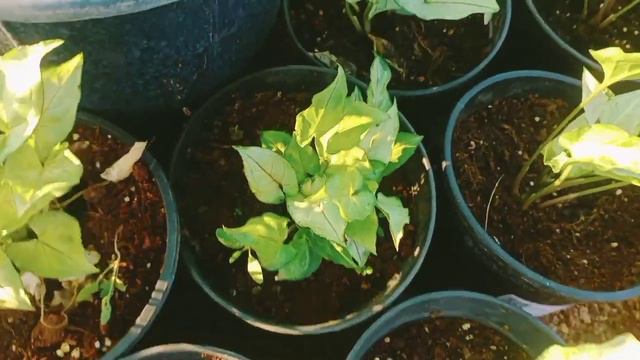 #syngonium & #caladium #beautiful #indoor #arrowhead #garden #plant #viral #video #diyasnature #yt
