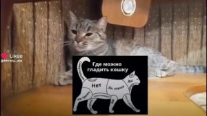 где можно гладить кошку