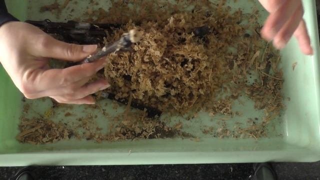 Укоренение черенков винограда. Просто и эффективно!