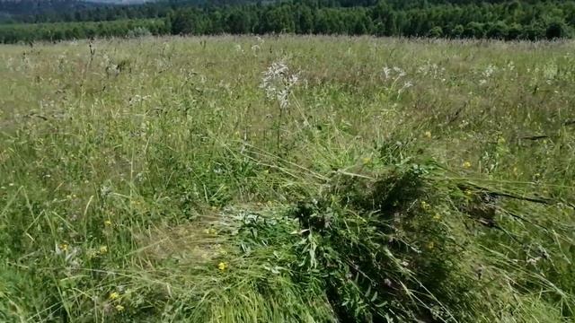 Сенокос 2021, косим Шумахером, обзор Шумахера. смотреть онлайн