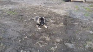 Кавказская овчарка щенок 4 месяца