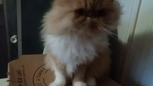 Персидская кошка смотреть онлайн