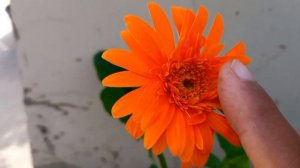 Gerbera Flower plant Care in June month. How do you take care of Gerbera flower plants ? Daisy care