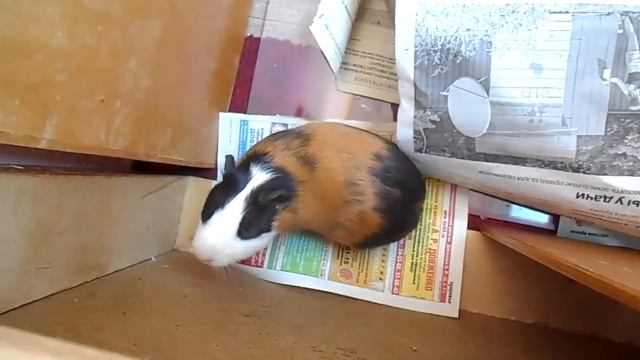 МОЯ ЛЮБОВЬ :3 | ОДИН ДЕНЬ ИЗ ЖИЗНИ МОРСКОЙ СВИНКИ