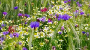 Цветы Прибайкалья!