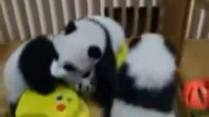 Приколы С Животными! Мишки панды играют!   Смешные веселые панды! Смешные Медведи