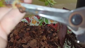 Орхидея пафиопедиллум засыхает. Как восстановить?