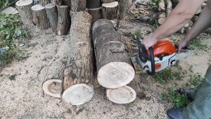 Stihl MS 241 c-m и твердое дерево / Stihl MS 241 c-m and hard firewood